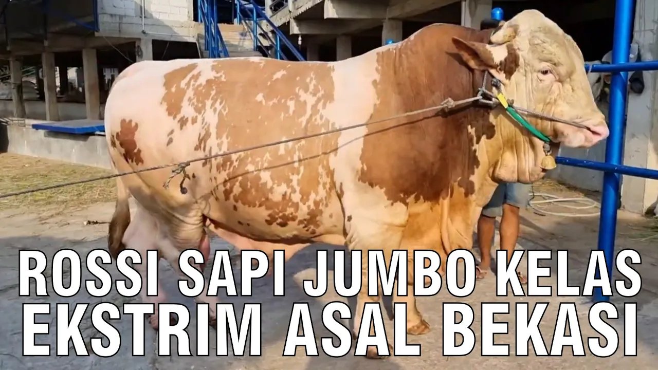 
                                 Rossi-Sapi-Jumbo-Kontes-Kelas-Ekstrim